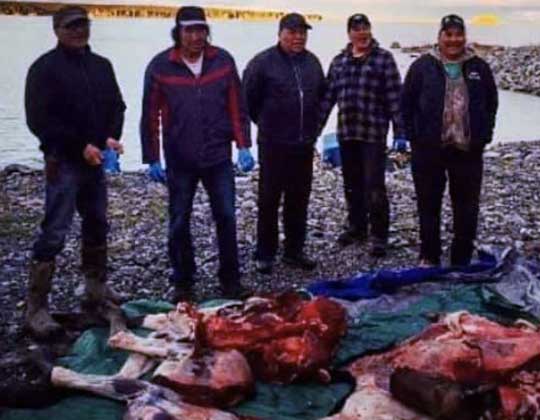 Ramsey’s Uncles prepping a moose they harvested.
