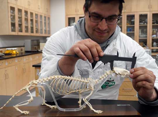 Ramsey determining some species-specific measurements with a caliper in Wildlife Management Lab.